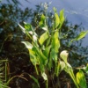 Alisma-plant-aquatica-