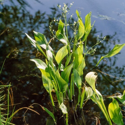 Alisma-plant-aquatica-