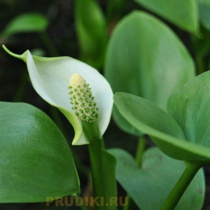 белокрыльник