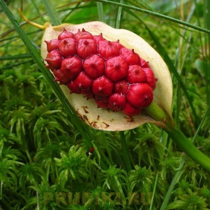 плоды белокрыльника