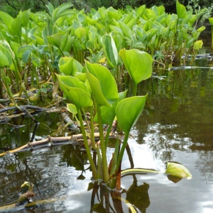 прибрежное растение белокрыльник