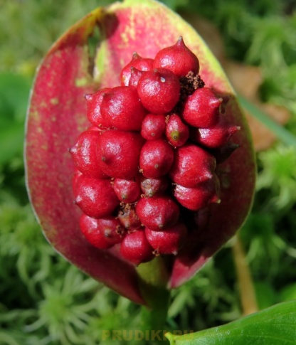 белокрыльник болотный плод