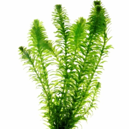 игерия прудовая