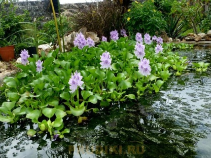 лучшее растение для очистки пруда