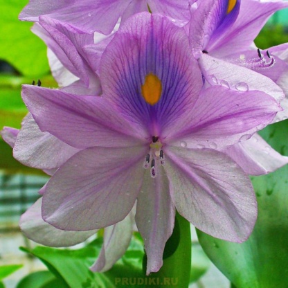 эйхорния толстая цветок