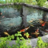 Пруд с карпами кои, очень красиво