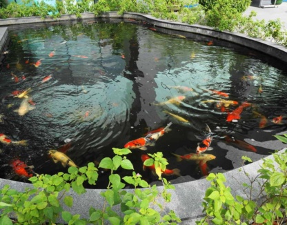 Пруд с карпами кои, очень красиво