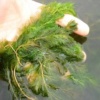 Myriophyllum Перестолистник используют для поддержания прозрачности водоёмов.