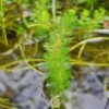Myriophyllum Перестолистник используют для поддержания чистоты водоёмов.