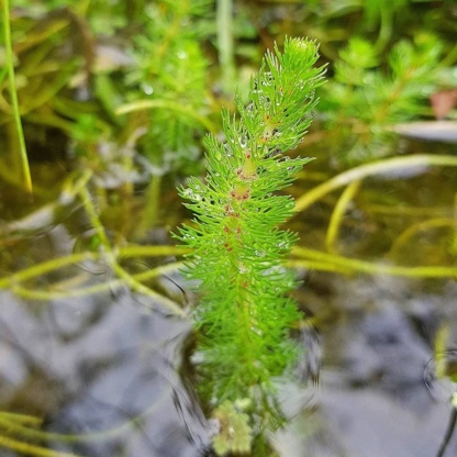 Myriophyllum Перестолистник используют для поддержания чистоты водоёмов.