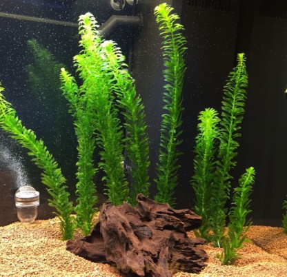 элодея для очистки пруда