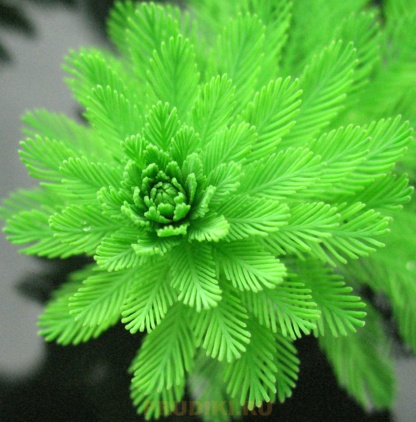 перистолистник