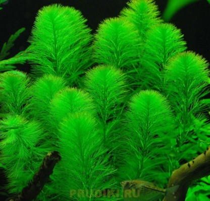 растение оксигенатор уруть