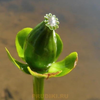 плод кубышки