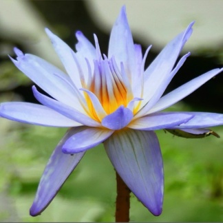 lily flower nymphaea лилия водная сиреневая