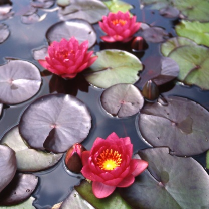 Кувшинка “Джеймс Брайдон”