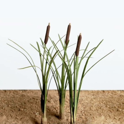 Рогоз для берегов водоёма