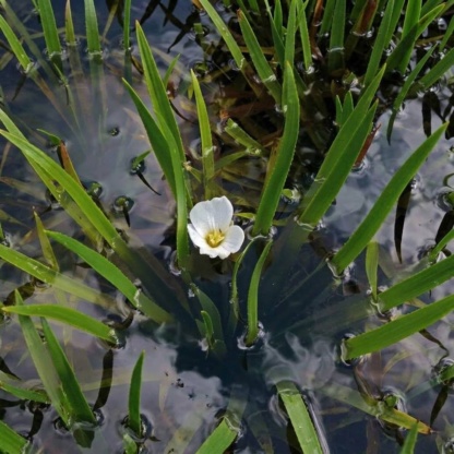 Stratiotes aloides