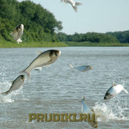 Рыбы очистители толстолобики