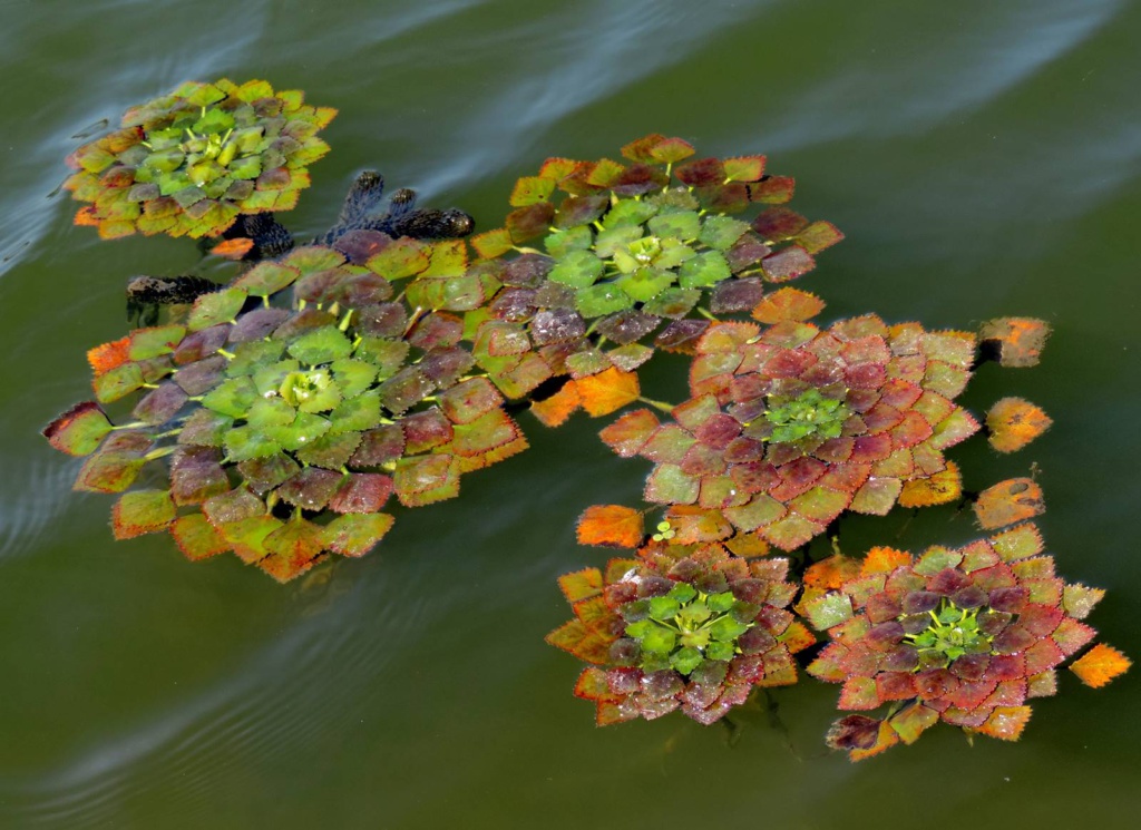 Trapa natans водный орех фото зимующие плавающие растения для водоёма