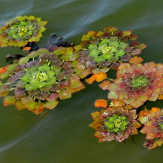 Trapa natans водный орех фото зимующие плавающие растения для водоёма