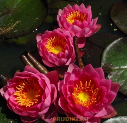 водная лилия ярко-красная