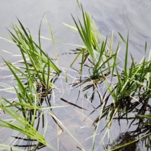 Аир болотный для берегов пруда