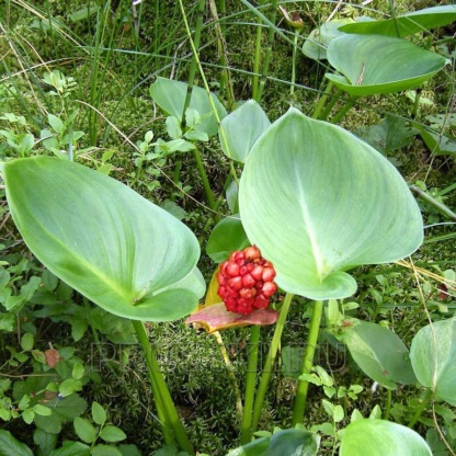 Белокрыльник - калла болотная для очистки и украшения пруда
