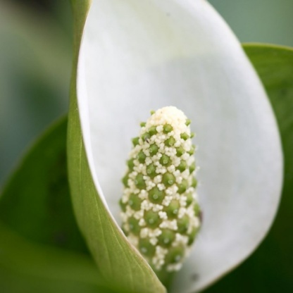 калла болотная