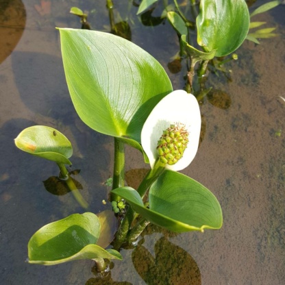 Белокрыльник болотный - каллы цветущие в пруду