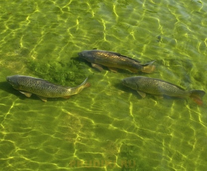 карп в пруду