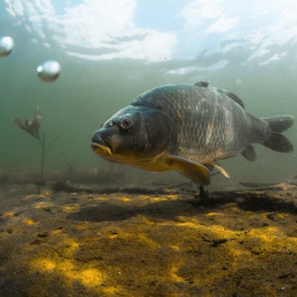 carp=dlya-zaryblenia