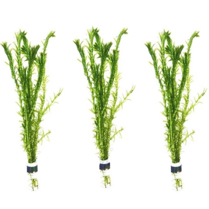 Элодея - красивая водоросль для украшения прудов