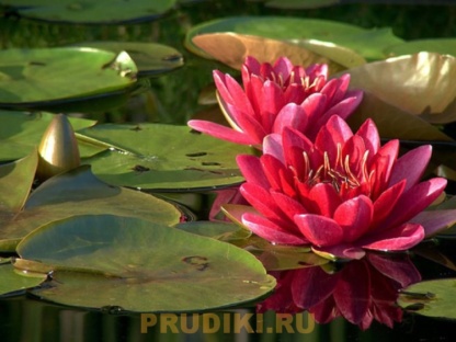 нимфея James Brydon