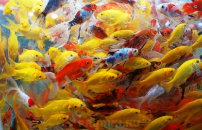 мелкий декоративный карась