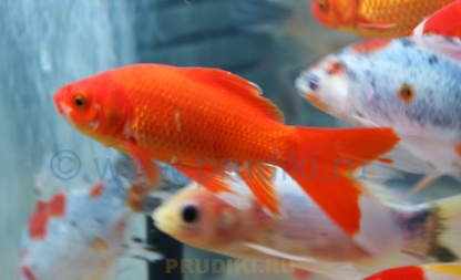 карась красный