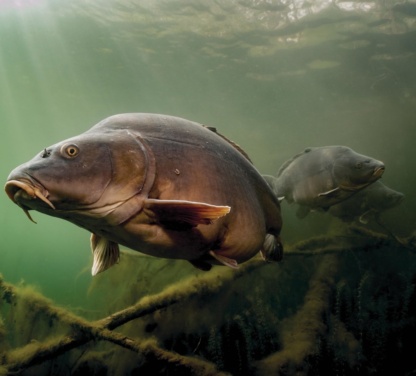 carp dlya-zaryblenia