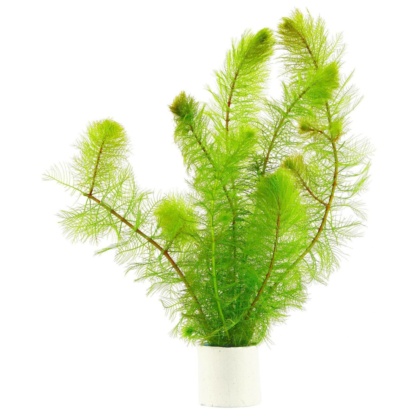 перистолистник зеленый