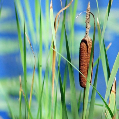 Рогоз, камыш, тростник для посадки по берегу пруда!