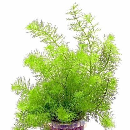 Перестолистник полезное подводное растение