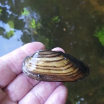 Перловицы для очищения прудов