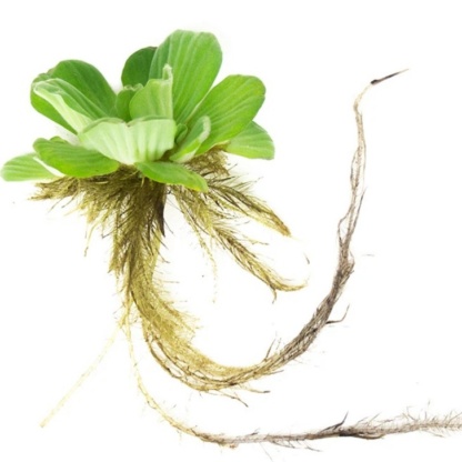 Pistia-Stratiotes Пистия для пруда