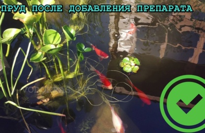 бактерии для очистки воды в пруду