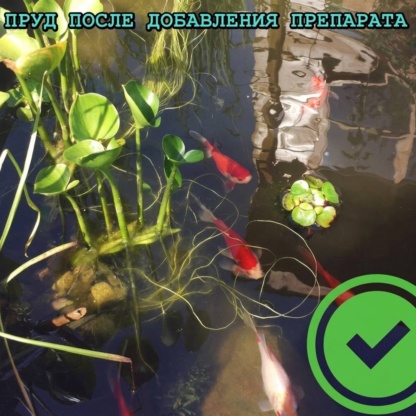 бактерии для очистки воды в пруду