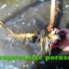 Корневище рогоза болотного