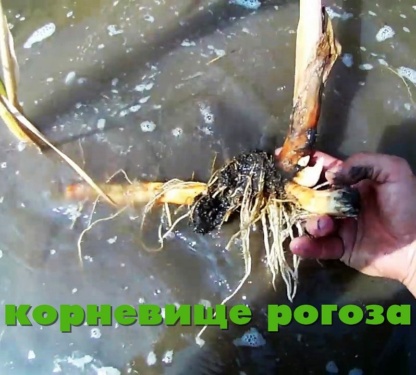 Корневище рогоза болотного