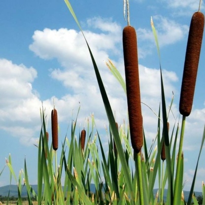 Рогоз для очистки пруда