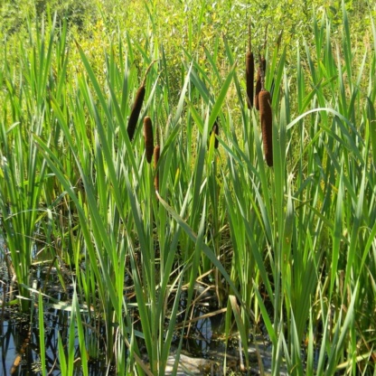 рогоз в пруду, купить для озеленения и очистки
