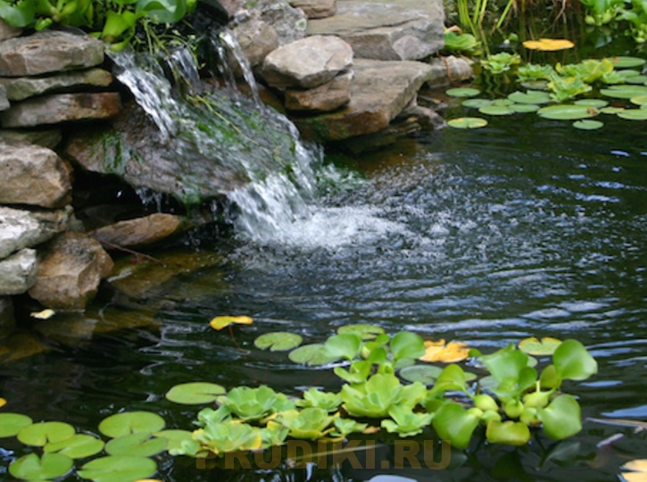 Водные растения какие купить? Правильный выбор растений для пруда и водоемов любых размеров!
