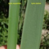 typha-latifolia-angustifolia
